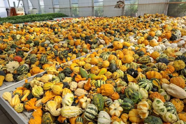 Halloween se blíží. Kde na Brněnsku sehnat dýně na vyřezávání