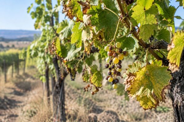 Sucho připravilo moravské vinaře až o 40 procent úrody. Zbývající hrozny ohrožují špačci