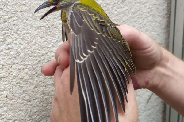 Zoo Brno na konci roku ukončí provoz záchranné stanice v Jinačovicích. V budoucnu ji chce obnovit