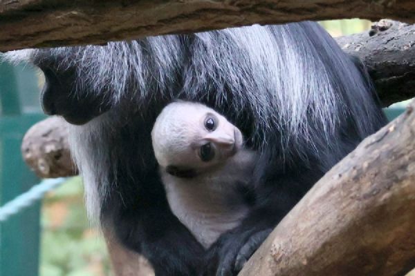 V Zoo Hodonín se narodilo třetí mládě guerézy běloramenné. Návštěvníci ho už mohou vidět