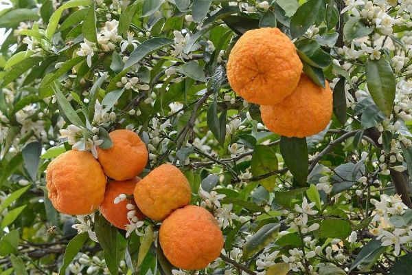Brněnské skleníky hostí výstavu citrusů. Některé rostliny si návštěvníci odnesou domů
