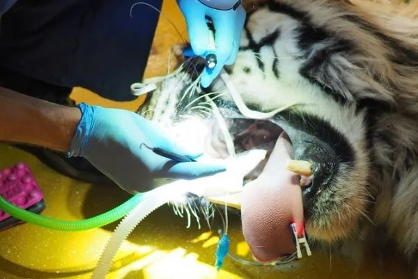Tygr Rádža z plzeňské zoo podstoupil neobvyklou operaci. Šest veterinářů mu zachraňovalo zlomené špičáky
