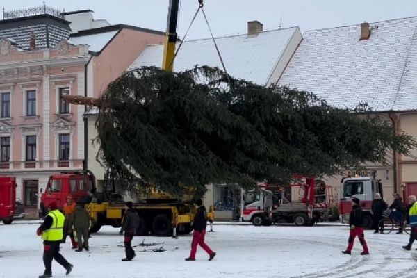 Rokycany hledají vánoční strom na náměstí. Lidé mohou nabídnout smrk nebo jedli
