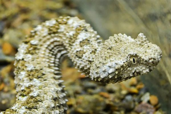 Plzeňská zoo podruhé odchovala zmiji pavoučí v Království jedu. Přežila čtyři mláďata