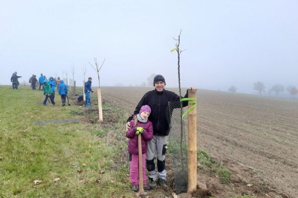 Mezi Maršovicemi a Pohledcem vyroste nové stromořadí. Dobrovolníci vysadí kolem 70 stromů