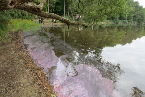 Růžový povlak pozorovali lidé na rybníce v Plzni, jde o neškodné sirné bakterie