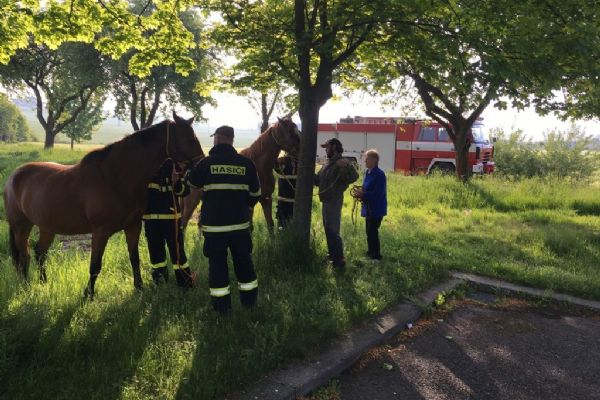 U Horažďovic utekli koně, odchytili je hasiči