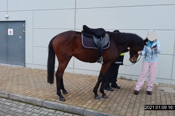 U Kauflandu v Plzni strážníci odchytávali koně