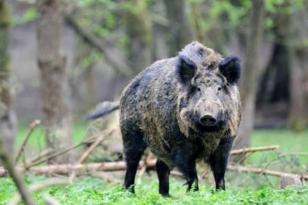 Divočáků je ve městech na Plzeňsku čím dál víc