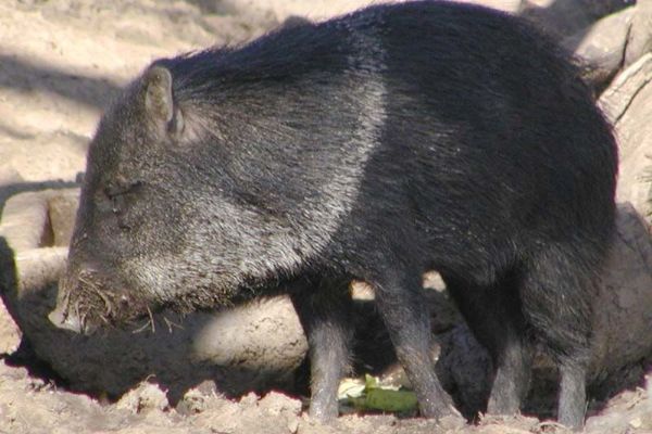 V lesích kraje je nejvíc jelenů sika a divočáků