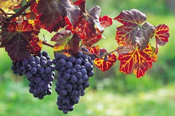 Památky v kraji zvou na Dana Hůlku i vinobraní