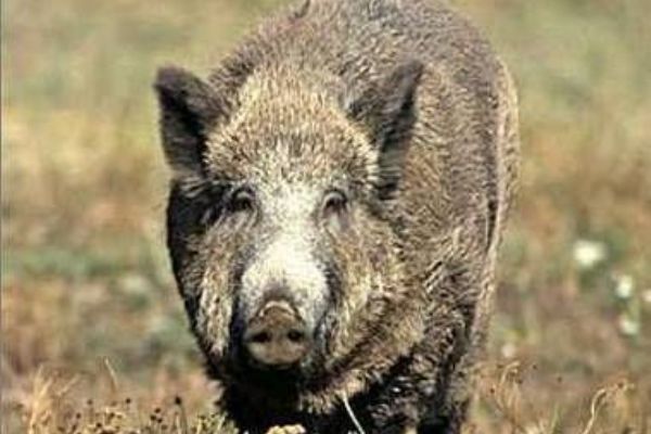 V Pocinovicích vběhlo řidiči do cesty divoké prase. Uhynulo