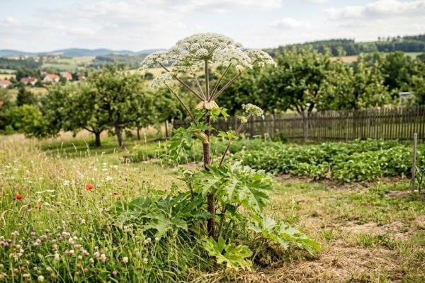 Bolševník právě kvete. Odborníci doporučují zasáhnout co nejdříve, nebezpečná rostlina může způsobit těžké popáleniny