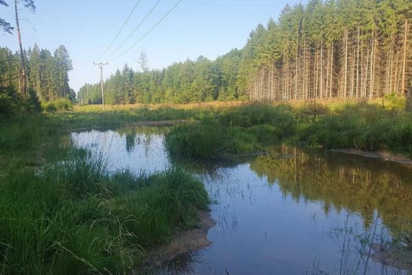 Energetici proměnili podmáčený průsek na Rokycansku v ráj pro obojživelníky