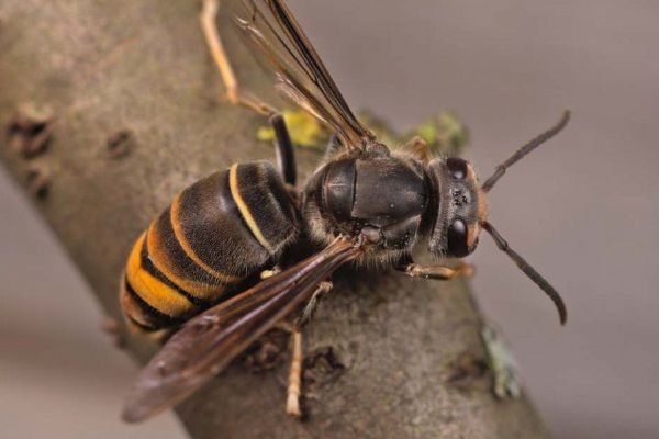 Invazní druhy v Plzeňském kraji ohrožují včely, ptáky i vodní ekosystémy, ochranáři upozorňují na rostoucí výskyt