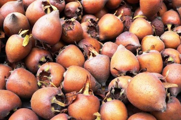 Mišpule: zapomenuté ovoce, které dozrává až po mrazu