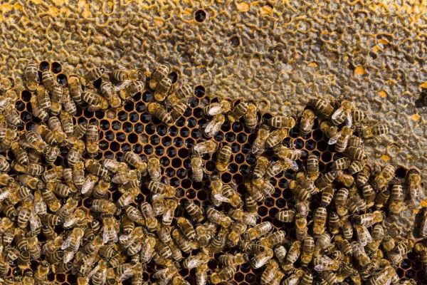 Moravskoslezští včelaři bojují s rekordní úmrtností včelstev