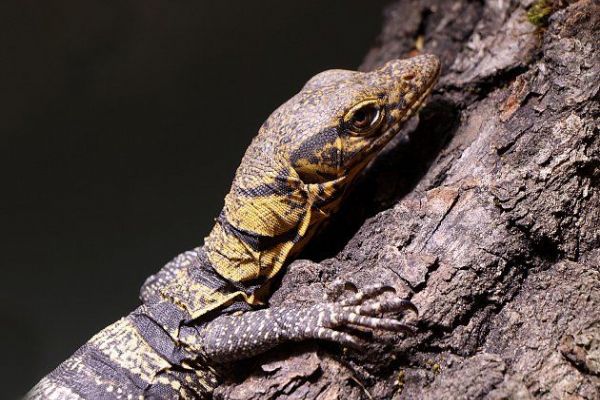 Nový rok přinesl ZOO Plzeň mládě vzácného varana plodožravého