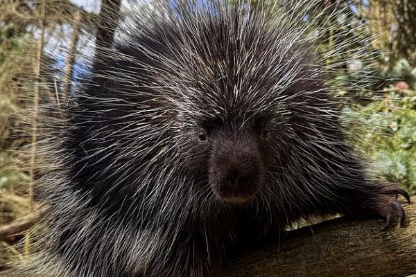 Plzeňská zoo má po 15 letech znovu urzony. Nový samec je zatím v karanténě