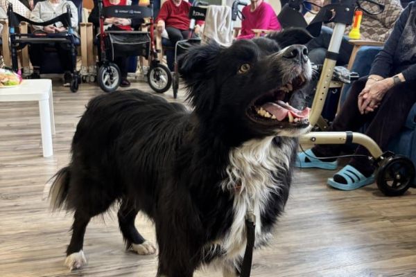 Policejní pes Endy zpříjemnil den seniorům v plzeňském domově