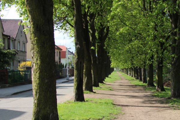 Spolek Kaštanka navrhuje inovativní záchranu aleje