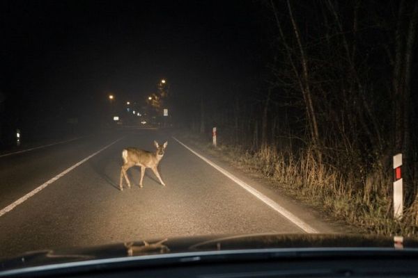 Střety se zvěří v Praze: 27 nehod za půl roku, nejvíce na Českobrodské