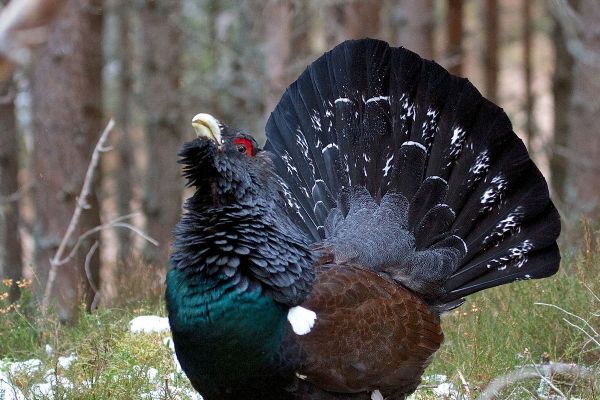 Tetřev hlušec se vrací na Šumavu