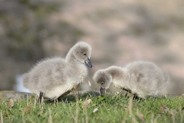 V jihlavské zoo se vylíhla mláďata labutě černé, vzácného druhu z Austrálie
