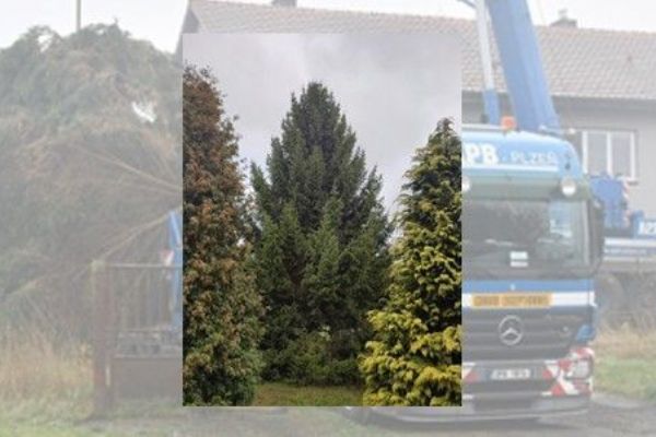 Vánočního stromu pro Plzeň bude letos ze Stoda