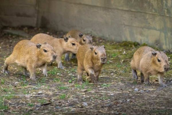 Zoo Praha hlásí rekord: sedm mláďat kapybar v jednom vrhu v Troji