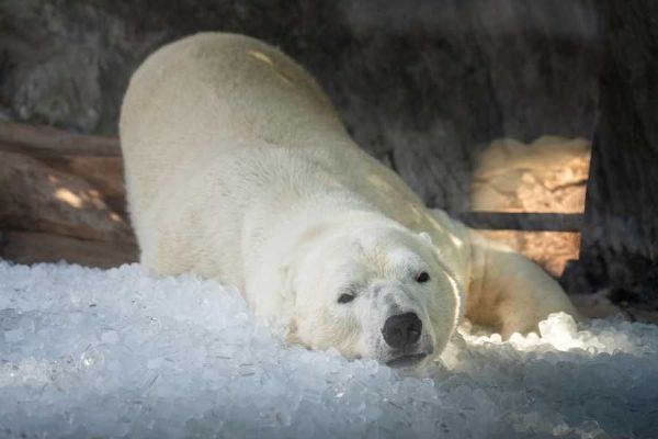 České zoo bojují s vedry: Investují do chlazení a stínu