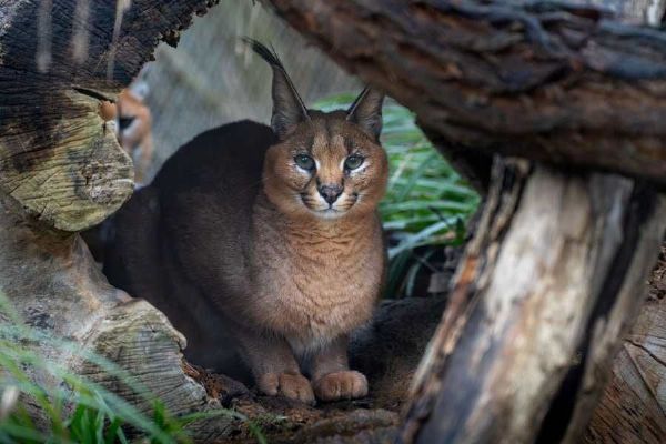 Karakal se po sedmi letech vrací do Zoo Praha