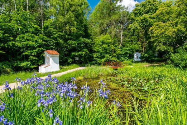 Lesy v Brdech ožily barvami. Nastalo krátké a kouzelné období jarních květů
