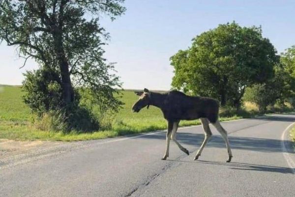 Los Emil je opět na Šumavě. Největším rizikem pro vzácné zvíře zůstávají silnice