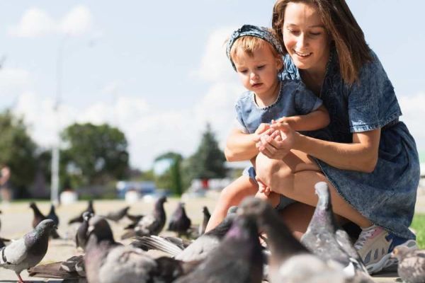 Nová vyhláška: Stop krmení holubů na veřejných místech