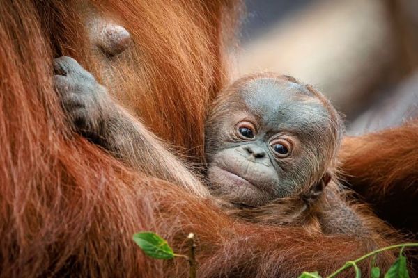 Orangutáně v Zoo Praha - veřejnost vybírá jméno