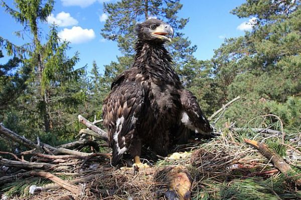 Orel mořský se vrací na Vysočinu, hrozby přetrvávají