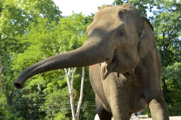 Plzeňská zoo chystá jubilejní sezonu. Největší vizí zůstává pavilon pro slony indické