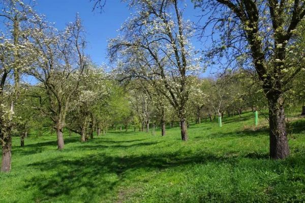 Praha 9 proměňuje Klíčovské sady v zelený pás