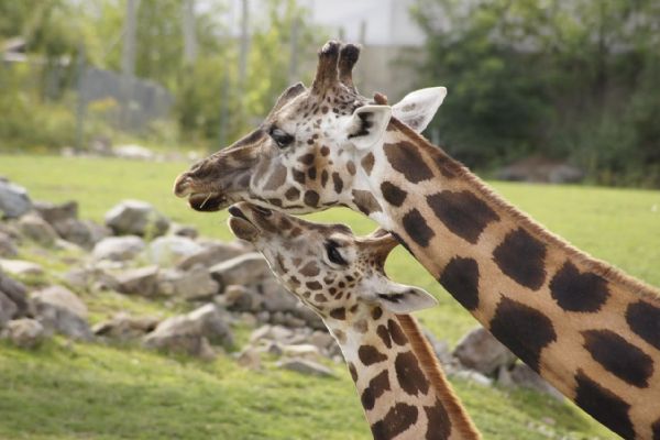 Riziko nákazy: Plzeňská zoo zavírá pavilony a přijímá opatření