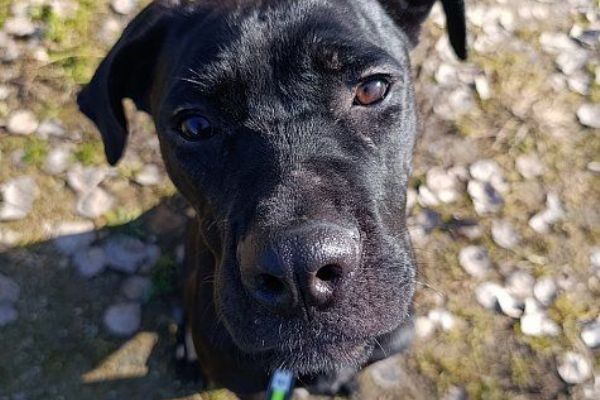 Růženka v tachovském útulku U Šmudliny prosí o pomoc