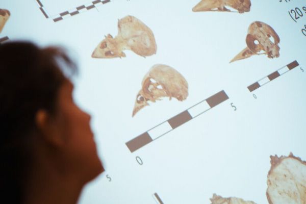 Setkání mladých archeologů a antropologů z Česka a Polska v Plzni