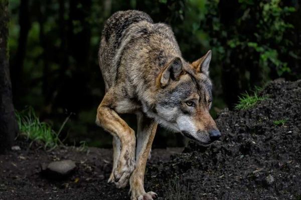 Srní na Šumavě: Návštěvnické centrum zůstává zavřené kvůli odchytu vlků