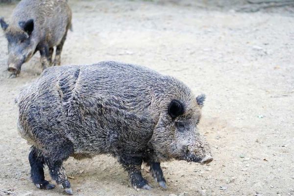 V Klánovicích přibývají střety s divokými prasaty. Radnice nechala odstřelit bachyni a město povolilo lov mimo honitbu