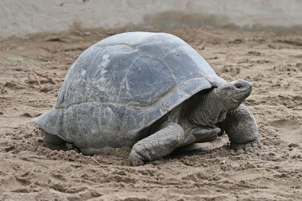 V Plzeňské zoo se nezdařil odchov obřích želv