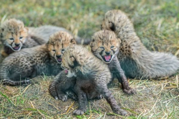 V Zoo Praha se po osmi letech narodilo pět mláďat kriticky ohroženého geparda, veřejnost je uvidí v srpnu