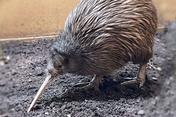 Vzácná kivi z Nizozemska dorazila do Zoo Plzeň