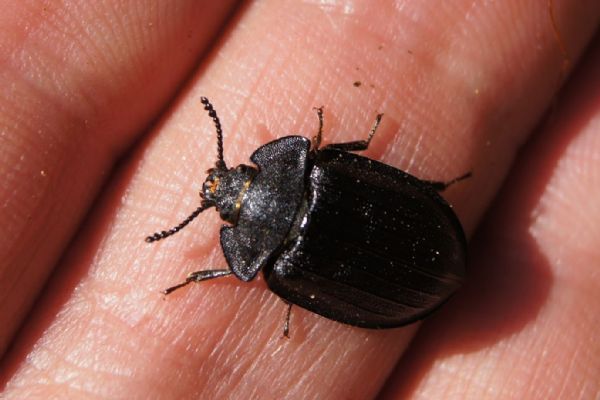 Vzácný kornatec velký se po mnoha letech vrátil na Šumavu