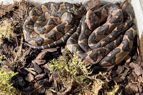 Zoo Plzeň slaví úspěch: Vylíhla se vzácná mláďata křovináře němého