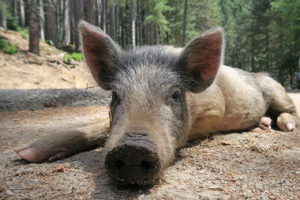 Divoká prasata v Plzni - majitelé psů, mějte se na pozoru